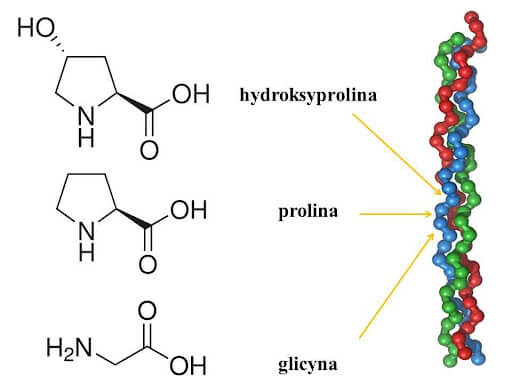 Schemat budowy tropokolagenu z charakterystyczną triadą: glicyna – prolina – hydroksyprolina.