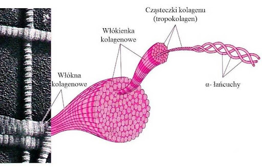 Schemat organizacji włókien kolagenowych.