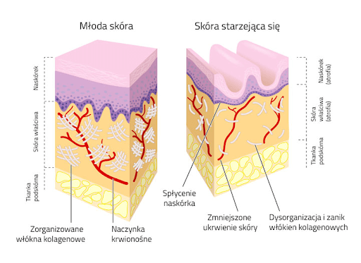Zmiany zachodzące w budowie skóry podczas jej procesu starzenia.